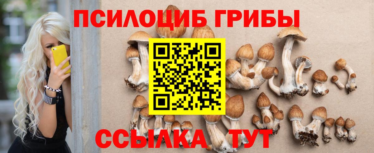 Псилоцибиновые грибы Cubensis Тавда